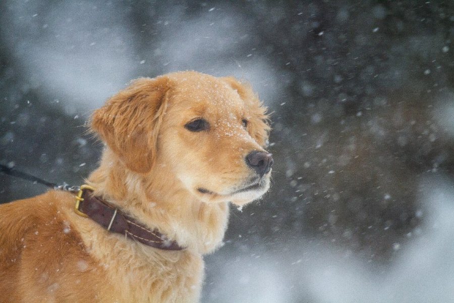 Cachorro golden retriever en el pasto