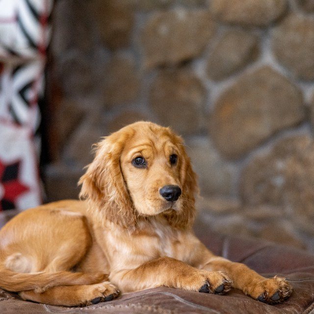 Perro cocker spaniel