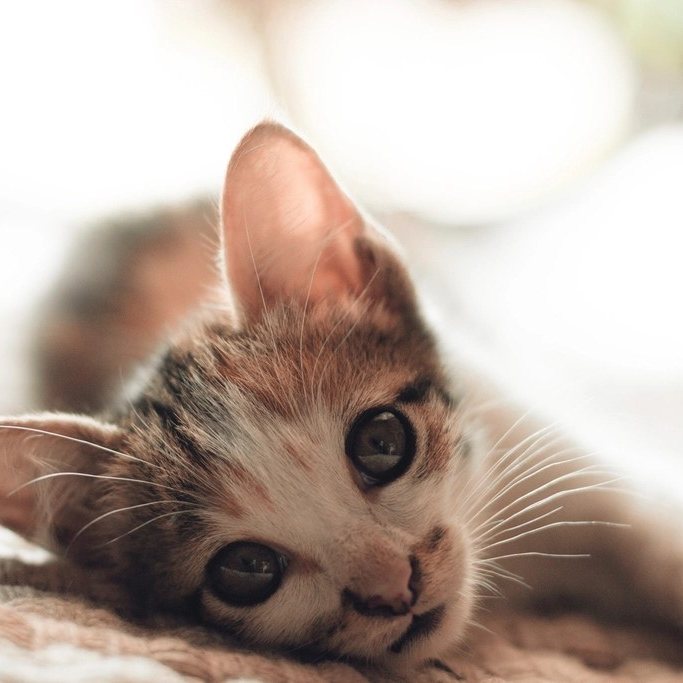 Gatito recostado