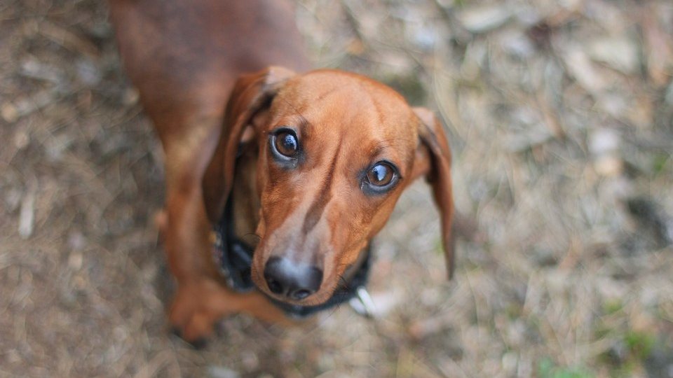 Perro salchicha mirando a la cámara