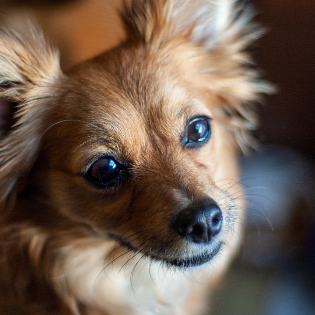 Perro pomerania